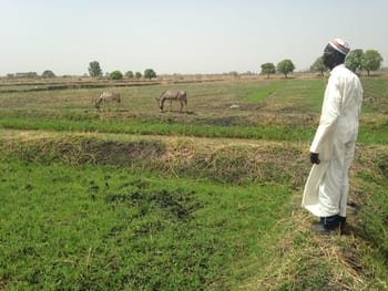 Ansu by rice fields
